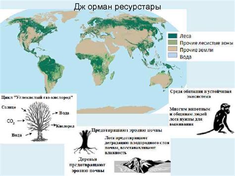 Орман ресурстары Орман ресурстары n Дж орман