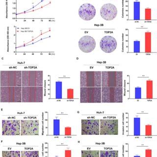 Top A Promotes Hcc Cells Proliferation Migration And Invasion In