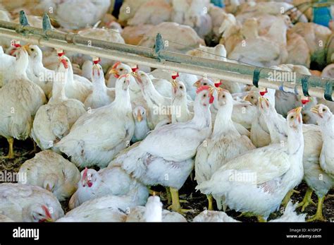 Poultry Farm Chickens Drinking Water California Stock Photo Alamy