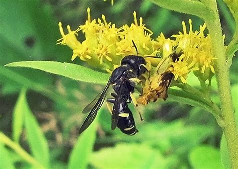 Ambush Bugs (Family Reduviidae) – Field Station