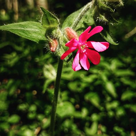 Free Images Nature Blossom Leaf Flower Green Herb Botany Flora Wildflower Pretty