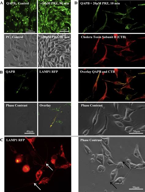 Prazosin PRZ Induces Tubulation Of LAMP1 Positive Late Endosomes And