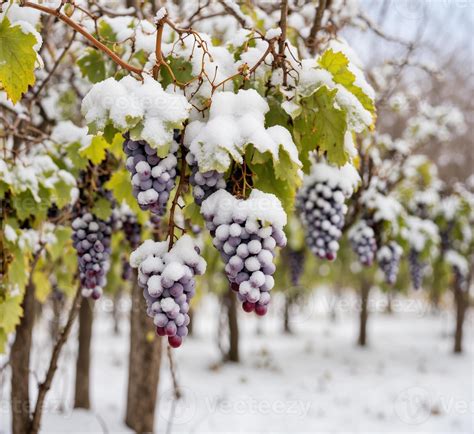 AI generated Bunches of red wine grapes covered with snow on a vineyard