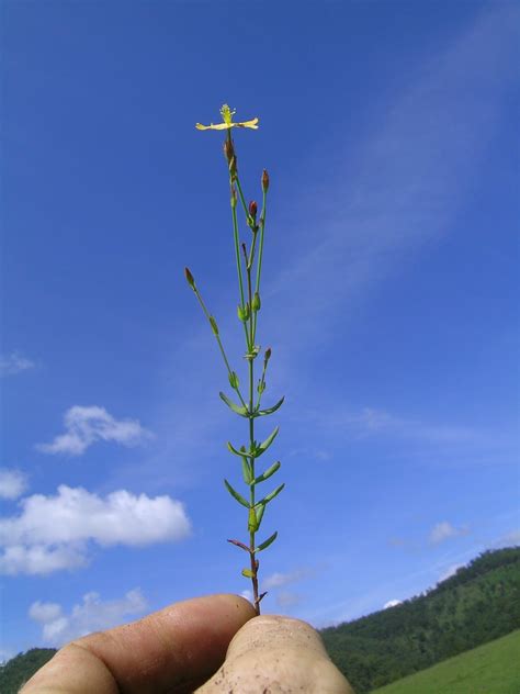 hypericum gramineum plant native warm season perennial flickr