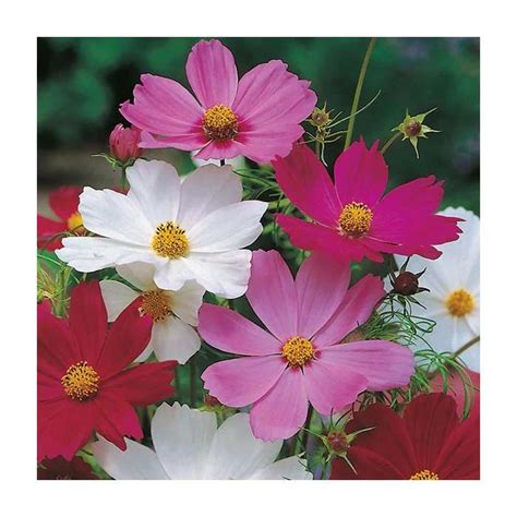 Perfect For Daily Use Buy Cosmos Sensation Mixed Seeds Cosmos