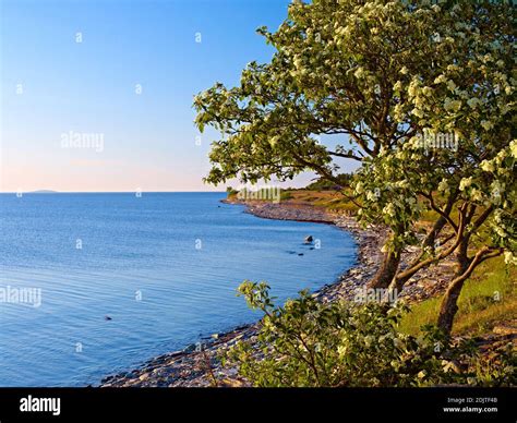 Europe, Sweden, Smaland, Öland Island, flowering mountain ash tree on the west coast, bay Stock ...