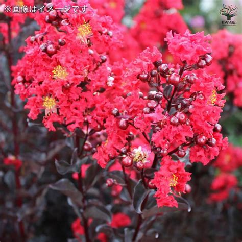 ITANSE サルスベリ ブラックリーフD クリムゾンR 花木苗 6号ポット/1個売り 百日紅 ヒャクジツコウ 花木 花の木 地植え : 野菜 ...