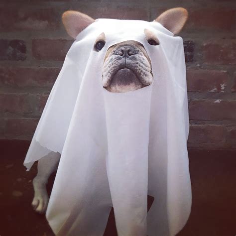 French Bulldog Ghost Bulldog Halloween Costumes Classic Halloween