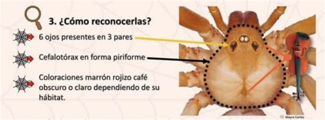 ¿cómo Identificar Y Qué Hacer En Caso De Mordedura De Araña Violinista