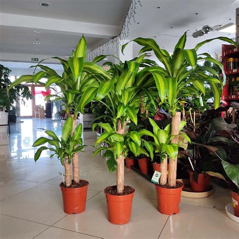 Dracena wonna (Dracaena fragrans 'Massangeana') 100cm - sklep
