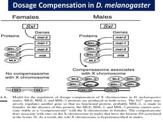 Sex Determination In Insects PDF