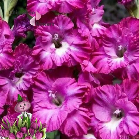Луковицы Гладиолус Chipollino flowers купить по выгодной цене в ...