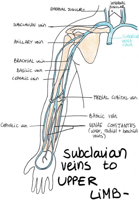 limb listed alphabetically vein tributaries drains into regions drained notes antebrachial ...