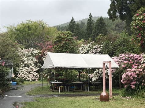 4月6日しゃくなげの森開花情報 公式しゃくなげの森