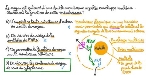 Vid O Question D Finir Le R Le De Lenveloppe Nucl Aire Nagwa