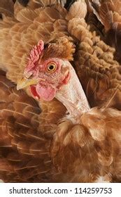 Naked Neck Chickens Stock Photo Shutterstock