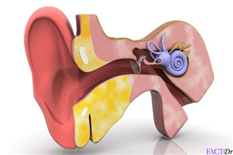 Cholesteatoma: Symptoms, pain, causes, prevalence, & treatment | FactDr