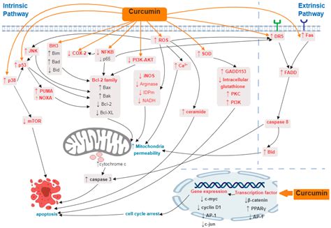 IJMS Free Full Text Mechanism Of Apoptosis Induced By Curcumin In