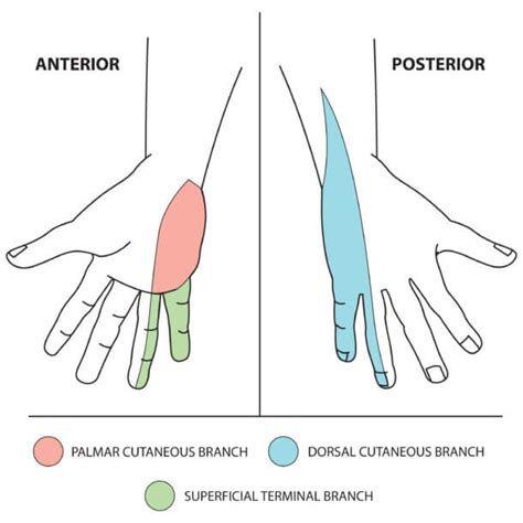 Upper Limb Nerve Lesions Part 4 The Ulnar Nerve Medical Exam Prep