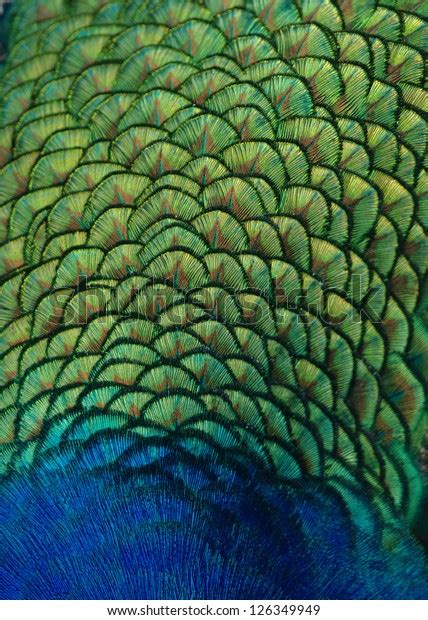 Indian Peacock Back Feathers Image Showing Stock Photo (Edit Now) 126349949