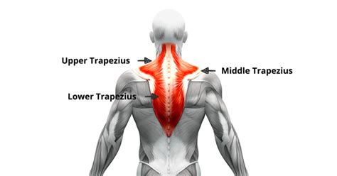 How To Fix Trapezius Pain Fast Ultimate Guide Stefhealth