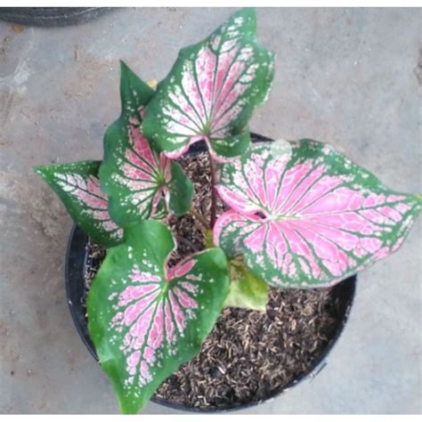 Jual Tanaman Hias Keladi Wayang Caladium Wayang Shopee Indonesia