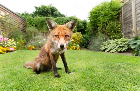 Fox pest képek, stock fotók és fényképek a következőről: Fox pest