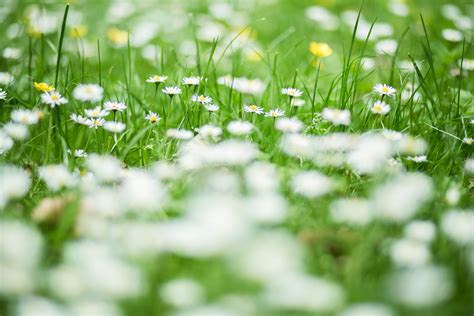 Free Images Water Nature Dew Bokeh Field Lawn Meadow Sunlight