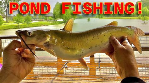 Pond Fishingfor Anything That Biteschannel Update Part Of