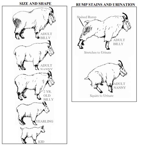 Mountain Goat Sex Identification And Field Judging Pursuit With Cliff