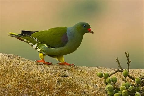 African Green Pigeon ~ Birds World