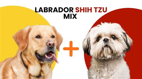 Labrador Shih Tzu Mix Aka Shihdor Youtube