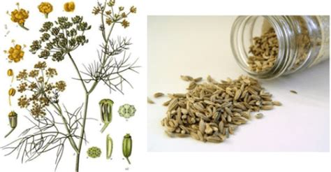 Difference Between Cumin And Fennel Properties Uses Benefits