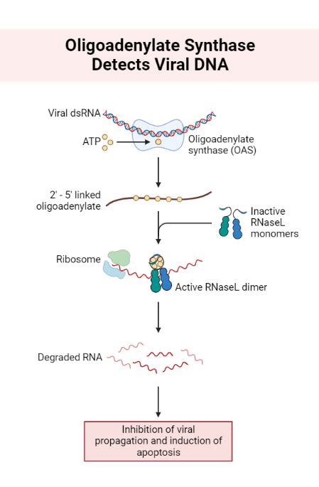 Oligoadenylate Synthase Detects Viral Dna Biorender Science Templates