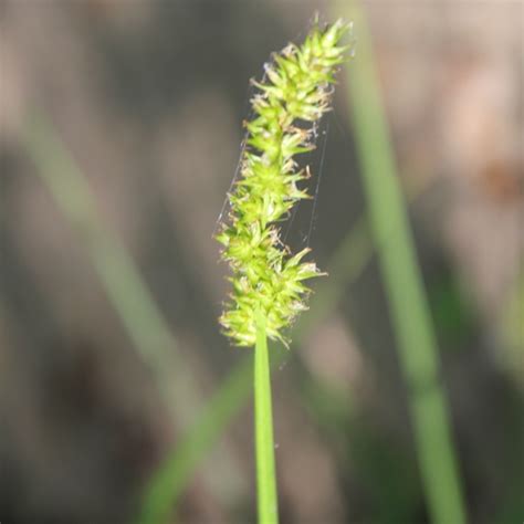 Common Fox Sedge Carex Stipata Plants Rpcarsti