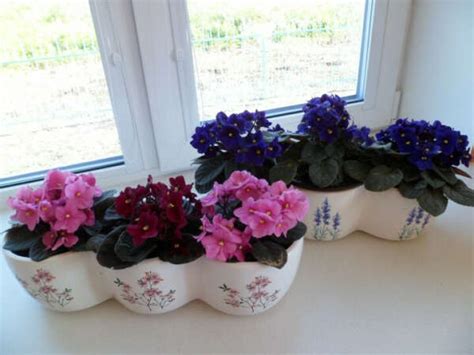 Фиалка Императорский Сад Фото – Telegraph