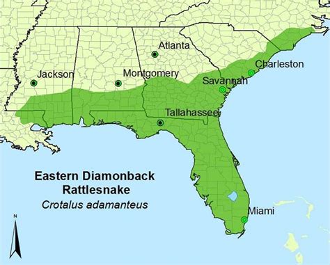 Eastern Diamondback Rattlesnake Facts and Pictures | Reptile Fact