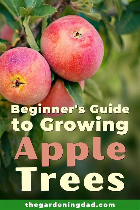 How To Grow Apple Trees In 10 Easy Steps Growing Apple Trees Apple