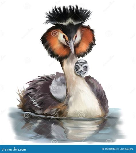 Great Crested Grebe Royalty-Free Illustration | CartoonDealer.com ...