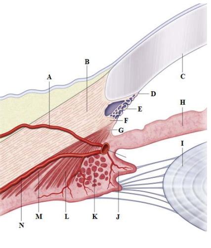 Anatomy Practical 2 Anterior Chamber Angle Vitreous Flashcards