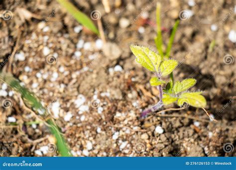 Small Green Plant Growing In The Garden Stock Image Image Of Outdoors