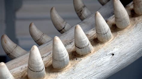 Рогатый крокодил с Мадагаскара обрел свое место в эволюционном древе ...