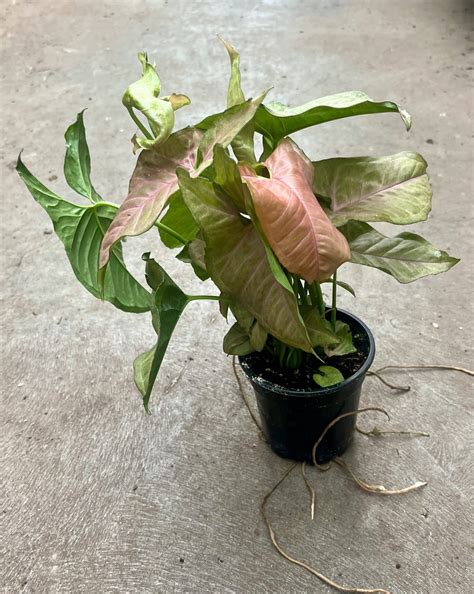4″ Nephthytis Pink – The (KC) Plant Factory