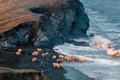 Wrangel Island/île de Wrangel (@island_wrangel) / Twitter