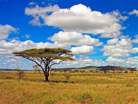 Park Narodowy Serengeti Tanzania Park Narodowy Tapeta Hd Pxfuel