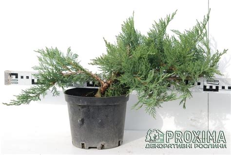 Ялівець козацький Блю Донау / Блю Дануб, Juniperus sabina Blaue Donau ...