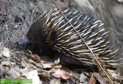 Les Chidn S Cousins Des Ornithorynque Et Pr Dateurs De Fourmis