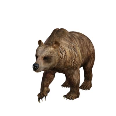 Bear Png PNGs for Free Download