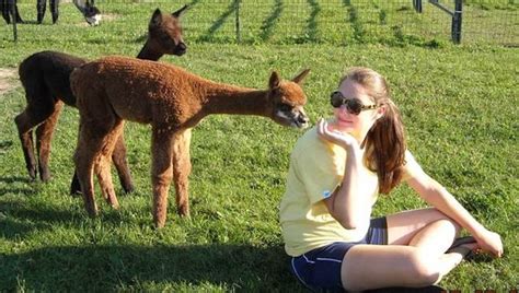 30 Happy Alpacas That Are Sweeter Than Baby Yoda Bright Side