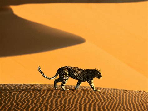 Crossing The Sand Dunes Of Sossusvlei Park Namibia Africa Carte